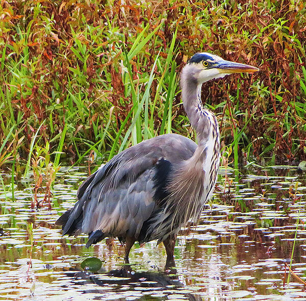 Blue Heron, Kiwa Trail