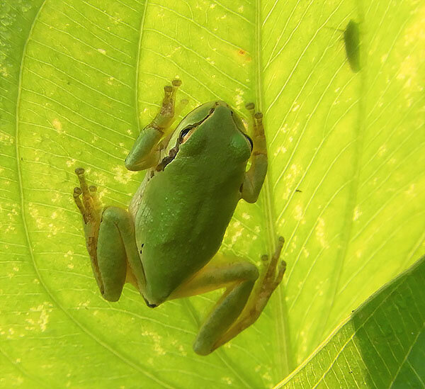Tree Frog Resting, Kiwa Trail