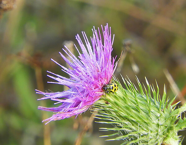 Cucumber Beetle on a Thistle, Kiwa Trail