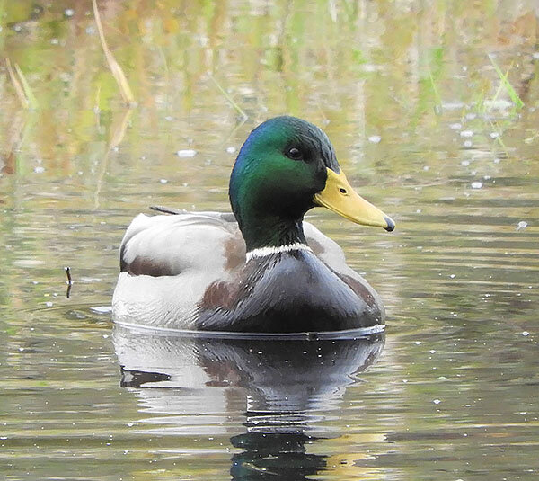 Male Mallard, Lacamas Lake