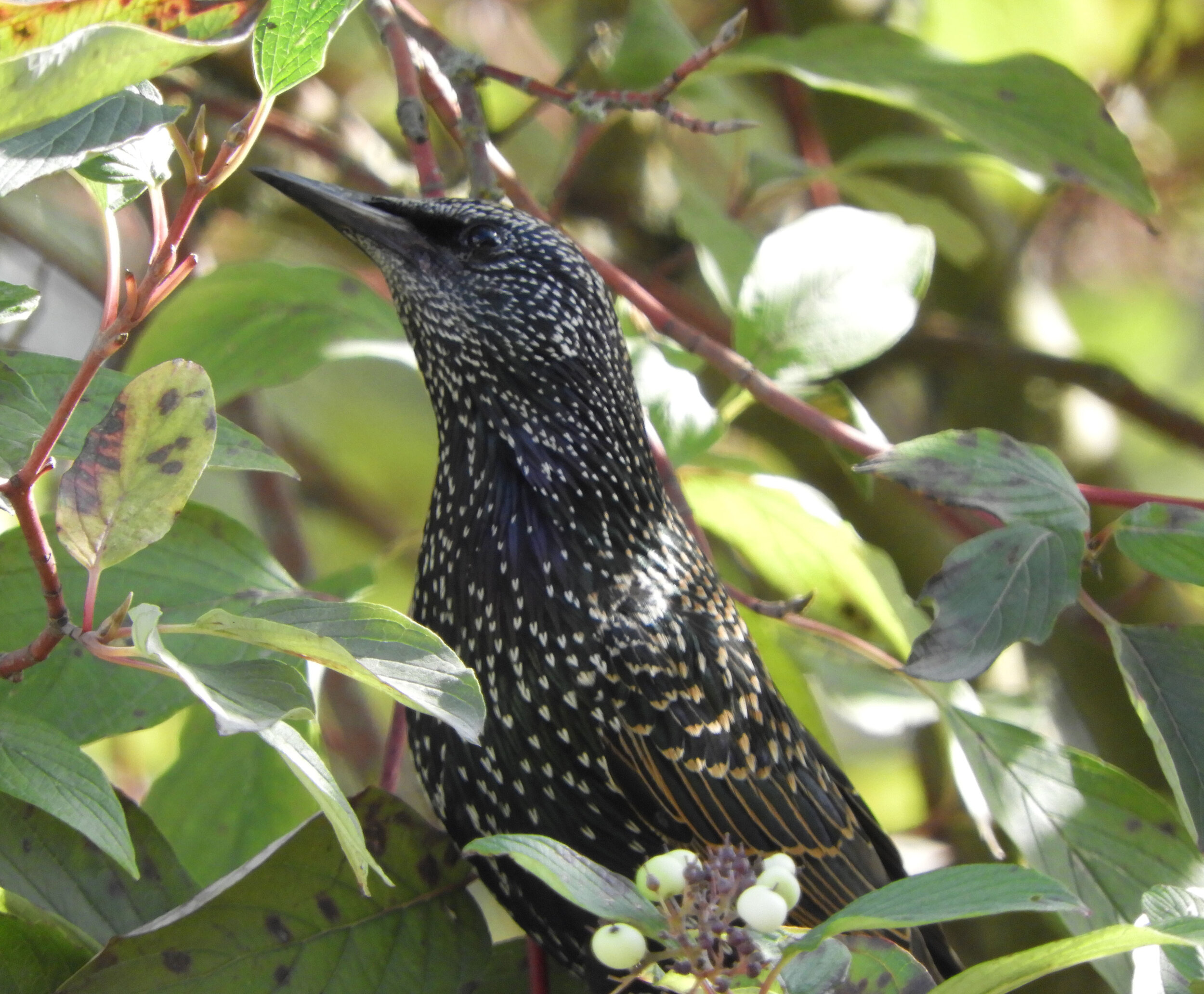 Starling, Ridgefield Wildlife Refuge