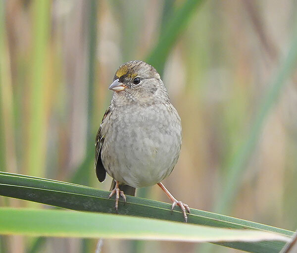 Golden-Crowned Sparrow, Kiwa Trail