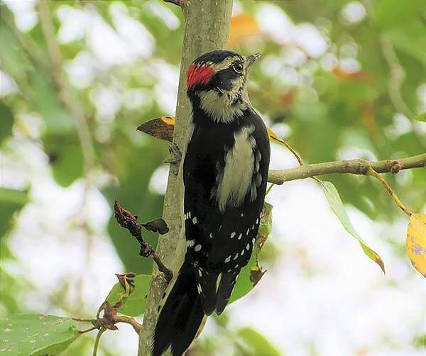 Downy Woodpecker, Elk Rock