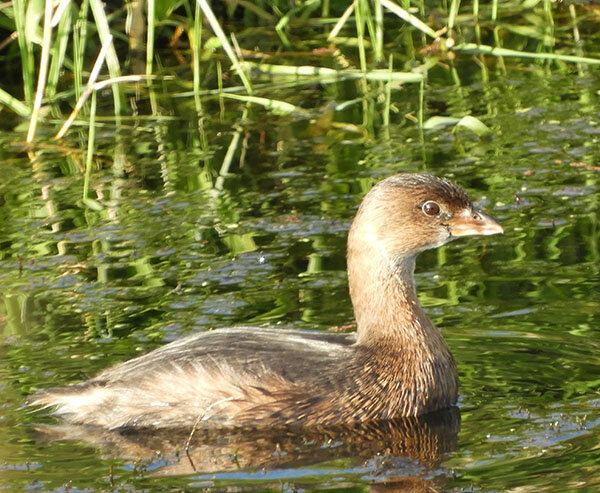 Grebe, Ridgefield Wildlife Refuge