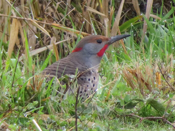 Northern Flicker, Ridgefield Wildlife Refuge