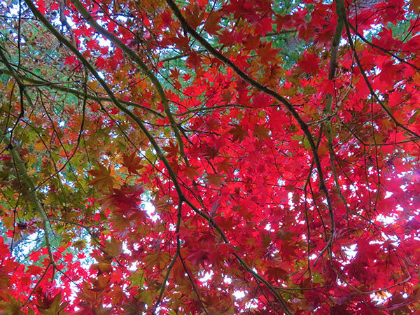 Maple Leaves, Lacamas Lake