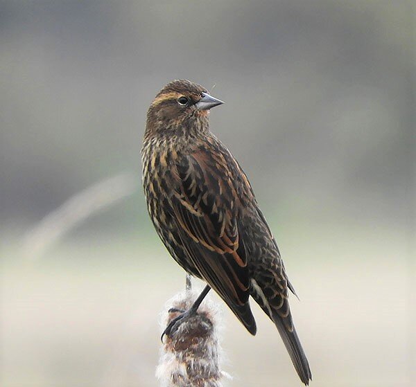 Female Red-Winged Blackbird, Ridgefield Wildlife Refuge