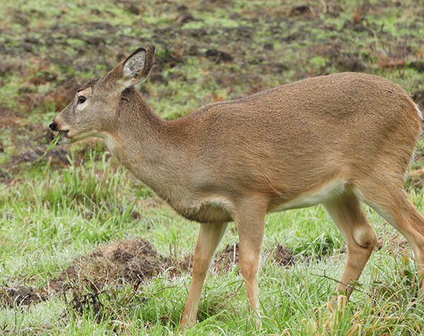 Doe, Ridgefield Wildlife Refuge
