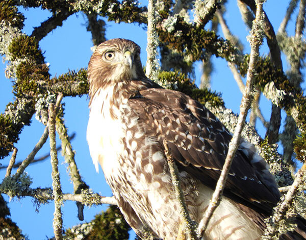 Surprised Hawk, Ridgefield Wildlife Refuge