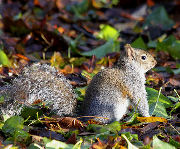 Grey Squirrel, Lewisville Park