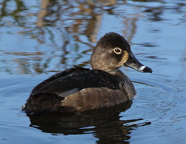 Ring-Necked Duck, Ridgefield Wildlife Refuge