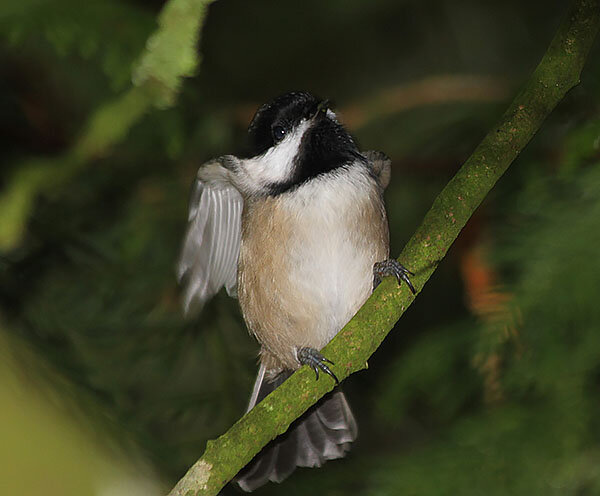 Chickadee, Wildlife Botanical Garden