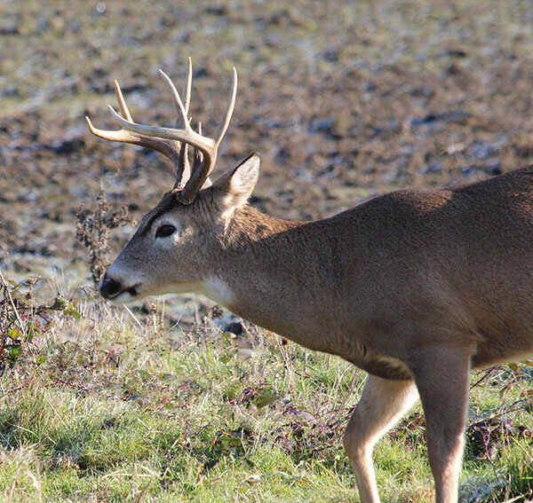 Buck, Ridgefield Wildlife Refuge