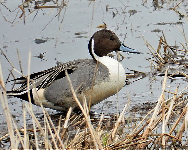 Pintail Duck, Ridgefield Wildlife Refuge