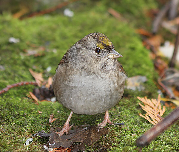 Golden-Crowned Sparrow, Lewisville Park