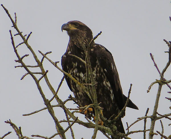 Juvenile Bald Eagle, Ridgefield Wildlife Refuge
