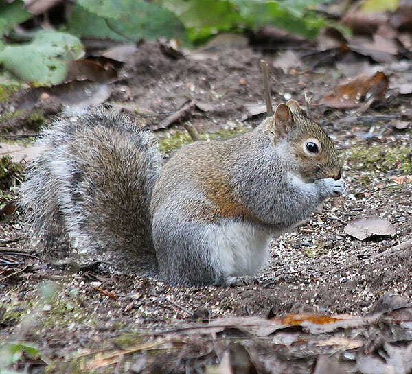 Squirrel, Tualatin Hills Nature Park