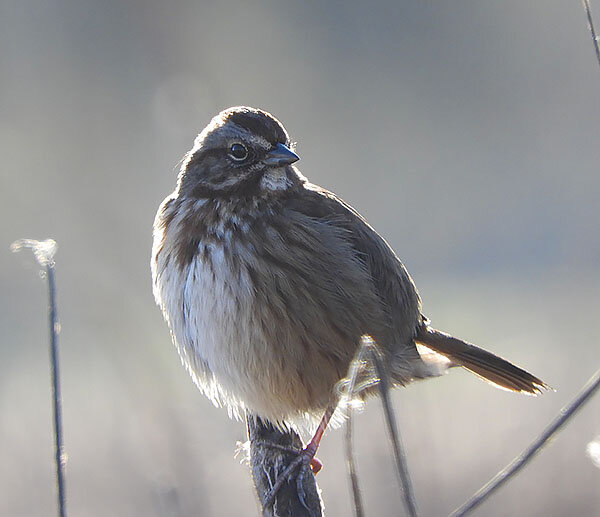 Song Sparrow, Wildlife Botanical Garden