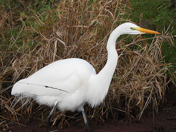 Hunting Egret, Ridgefield Wildlife Refuge