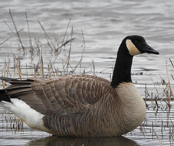 Canada Goose, Fallen Leaf Lake