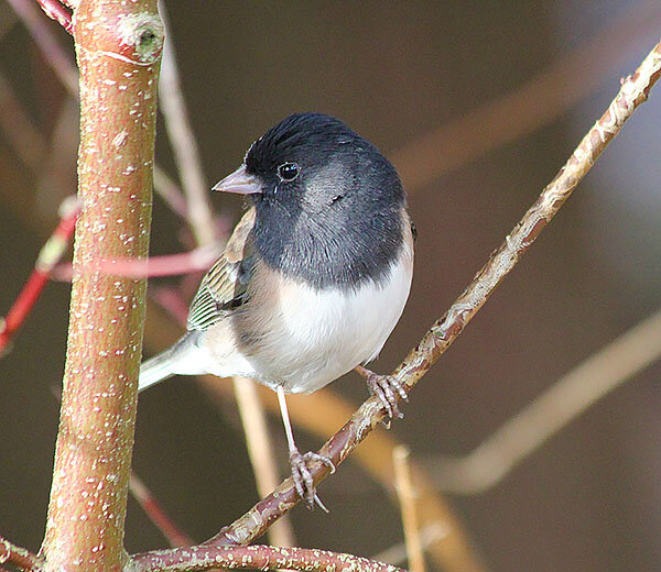 Young Junco, Wildlife Botanical Garden