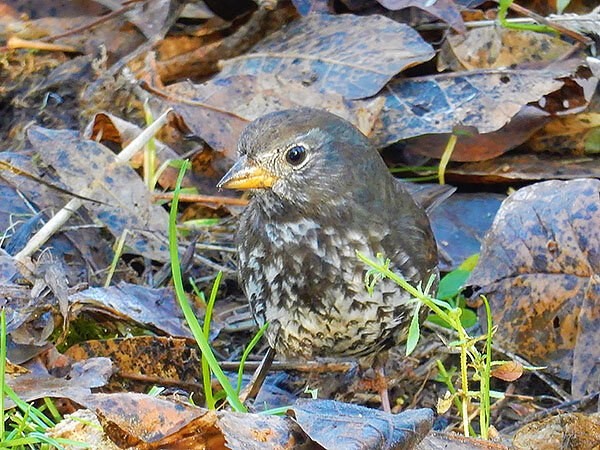 Fox Sparrow, Tualatin Hills Nature Park