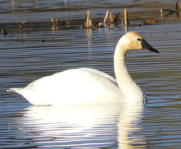Tundra Swan, Ridgefield Wildlife Refuge