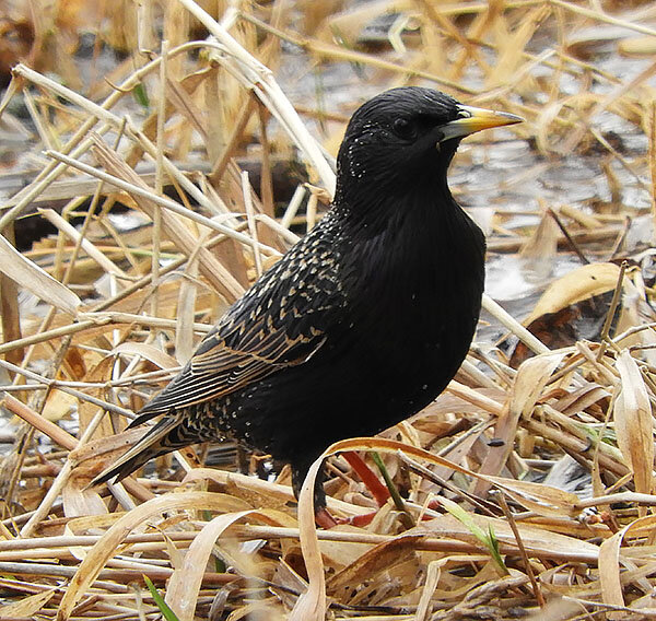 Starling, White Cloud Recreational Area