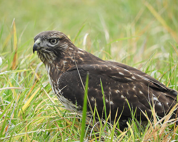 Hawk in a Field, Ridgefield Wildlife Refuge