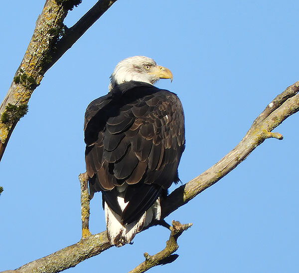 Eagle, Ridgefield Wildlife Refuge