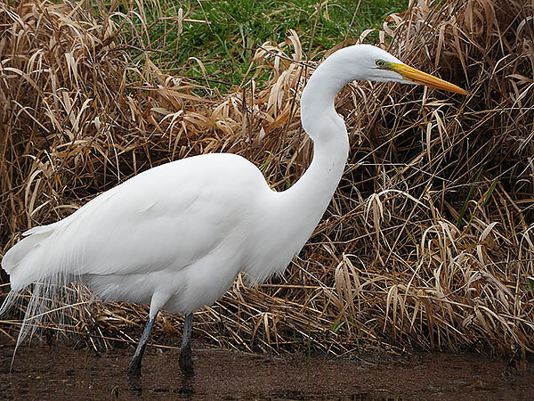 Egret, Ridgefield National Wildlife Refuge