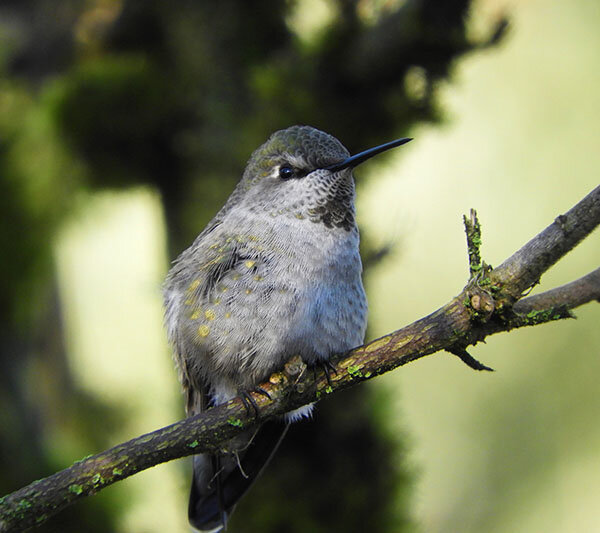 Hummingbird, Wildlife Botanical Garden