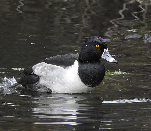 Ring-Necked Duck, Ridgefield Wildlife Refuge
