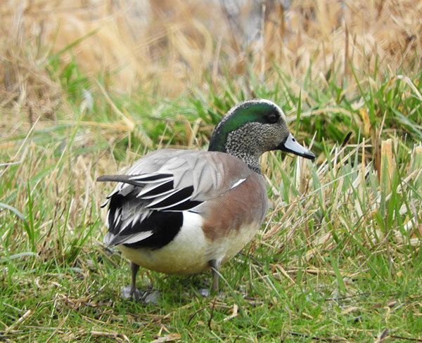 American Wigeon, Ridgefield Wildlife Refuge