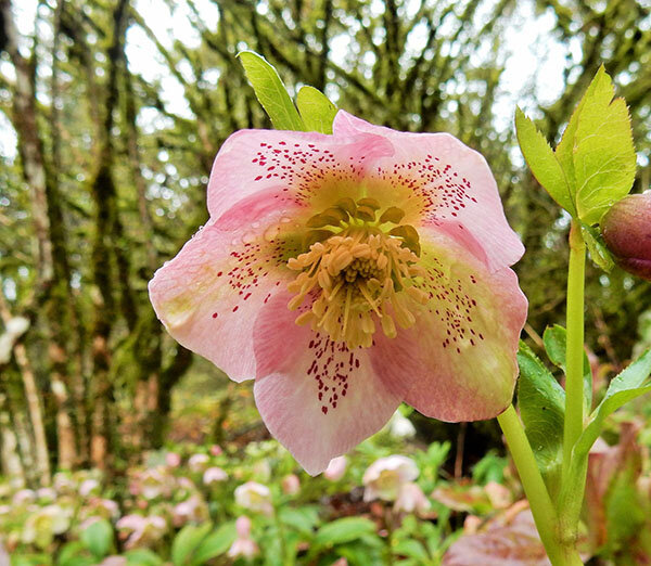 Lenten Rose, Elk Rock Garden