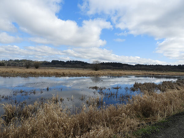 Wetlands, Ridgefield Wildlife Refuge