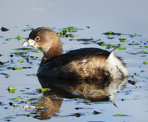 Pied-Billed Grebe, Ridgefield Wildlife Refuge