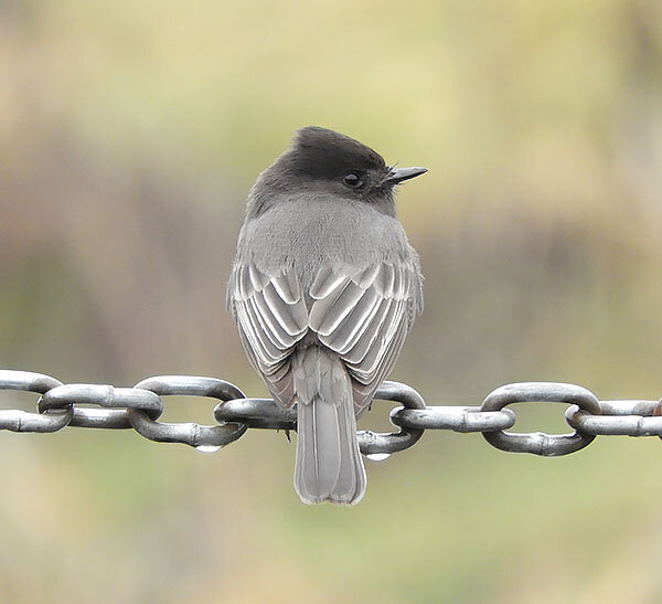 Black Phoebe, Ridgefield Wildlife Refuge