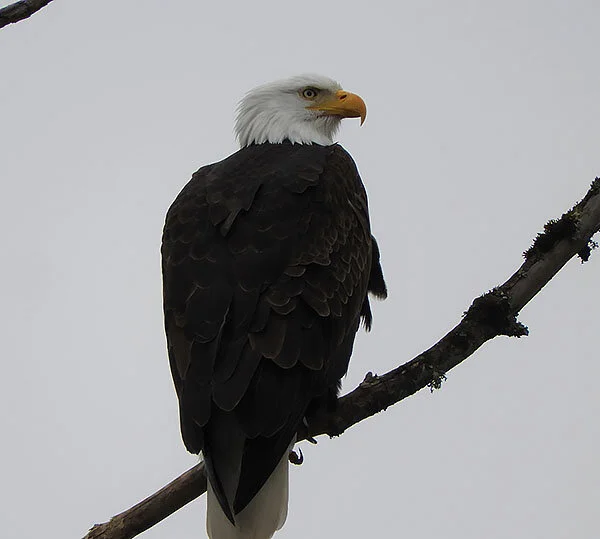 Eagle, Steigerwald Wildlife Refuge