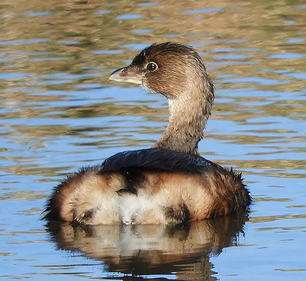 Grebe, Ridgefield Wildlife Refuge