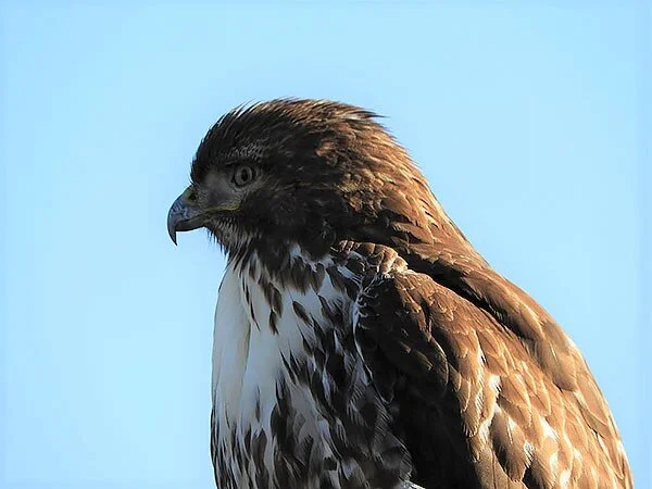 Resting Hawk, Ridgefield Wildlife Refuge