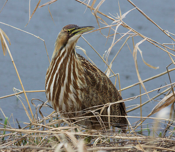 Bittern, Ridgefield Wildlife Refuge