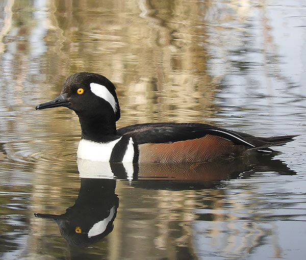Hooded Merganser, Ridgefield Wildlife Refuge