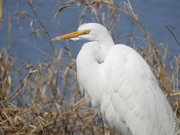 White Egret, Ridgefield Wildlife Refuge
