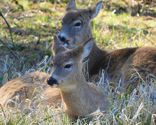 White-Tailed Deer, Ridgefield Wildlife Refuge