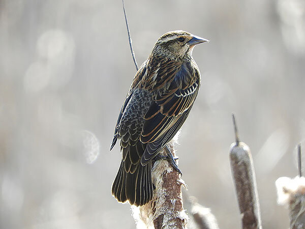 Female Red-Winged Blackbird, Ridgefield Wildlife Refuge