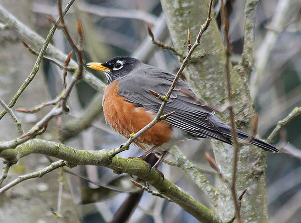 Robin, Wildlife Botanical Garden