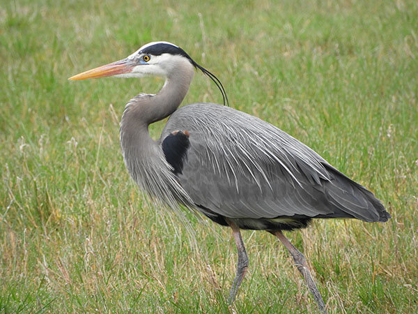 Blue Heron, Ridgefield Wildlife Refuge