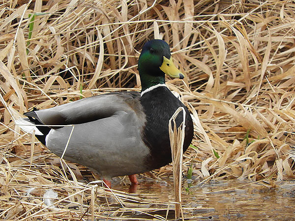 Mallard, Ridgefield Wildlife Refuge