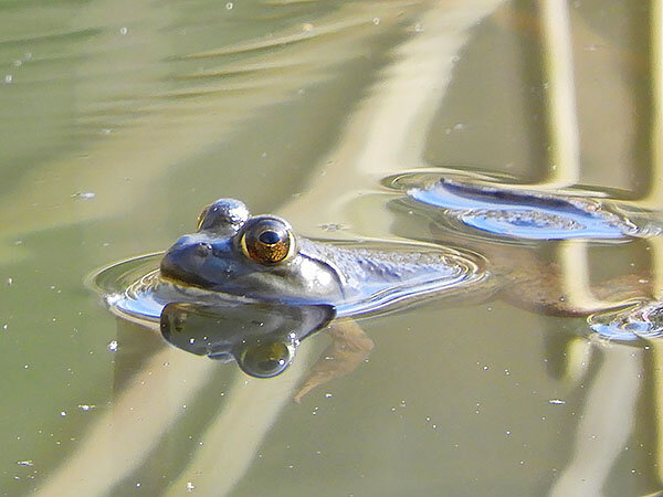 Frog, Wildlife Botanical Garden